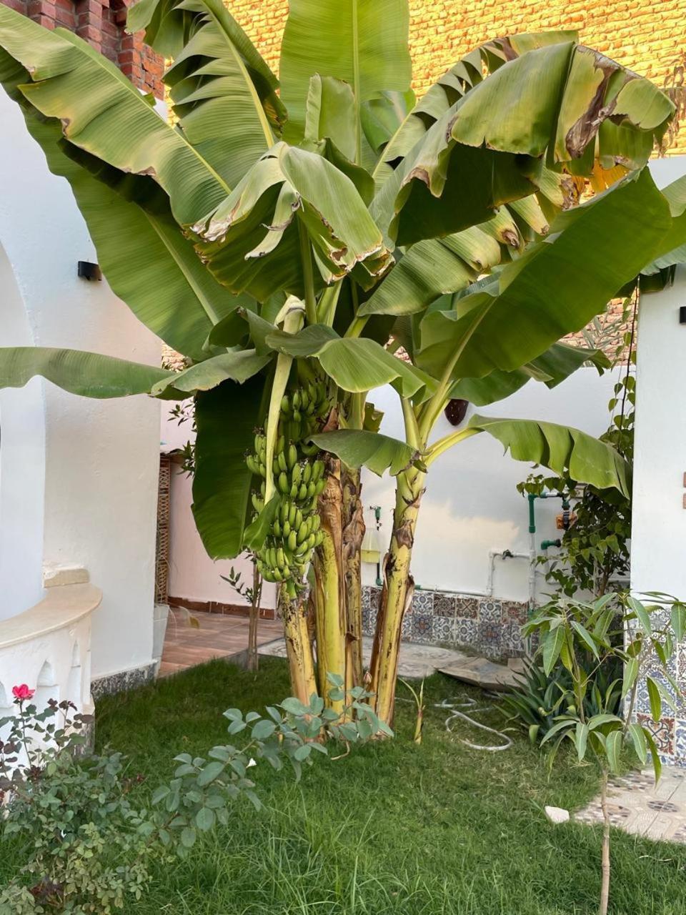 Villa Kemet Jazirat al Awwamiyah ภายนอก รูปภาพ